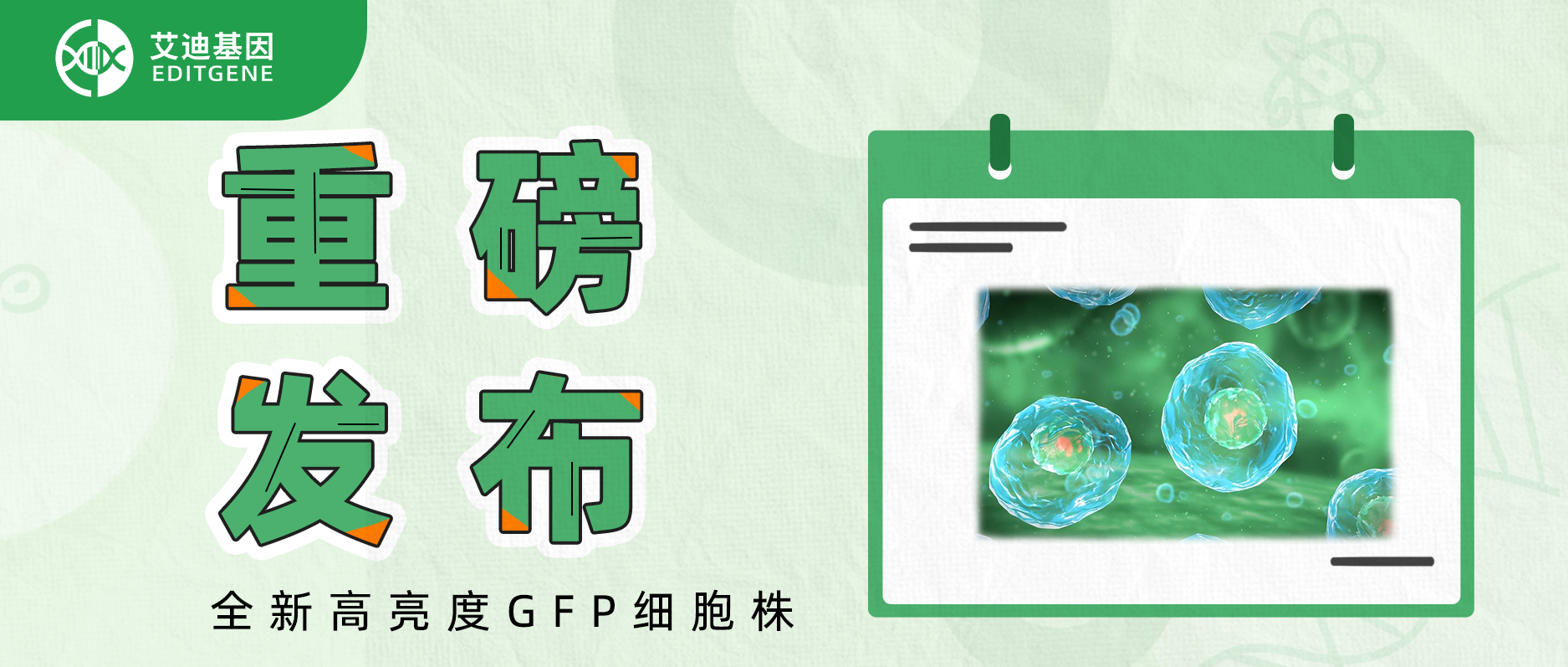 重磅发布：全新高亮度GFP细胞株！