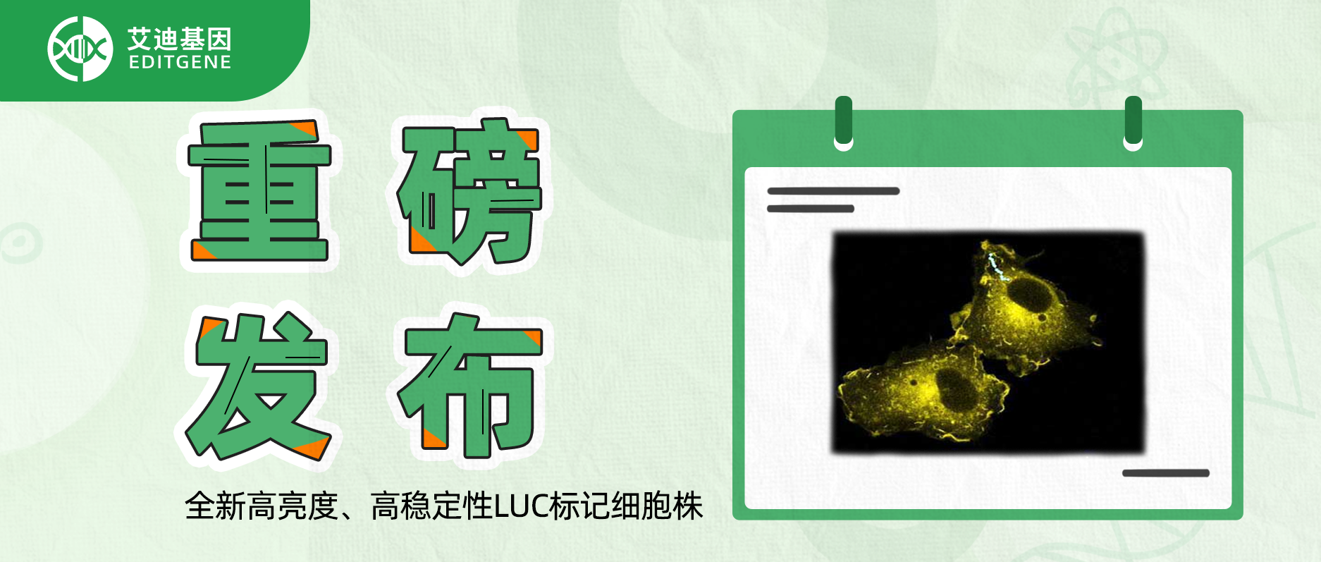 更简单更精确的分子静态观察工具-全新高亮度、高稳定性LUC标记细胞株重磅发布！