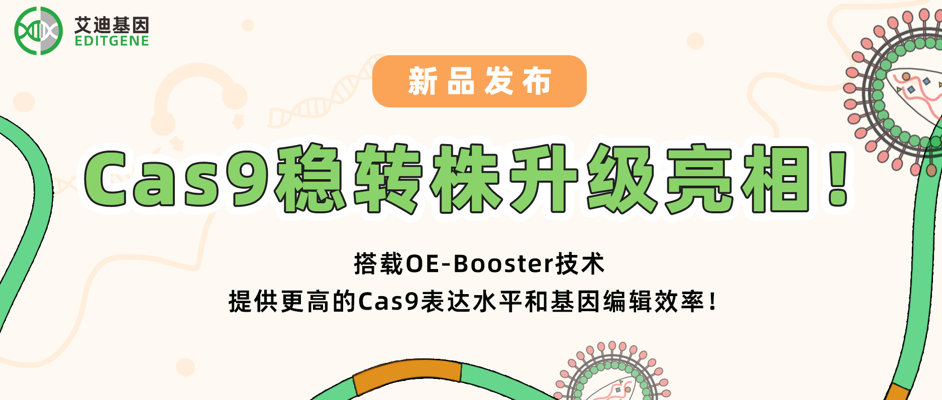【科研新动力】瓦力生物基因Cas9稳转株升级亮相！搭载OE-Booster技术，给予更高的Cas9表达水平和基因编辑效率！