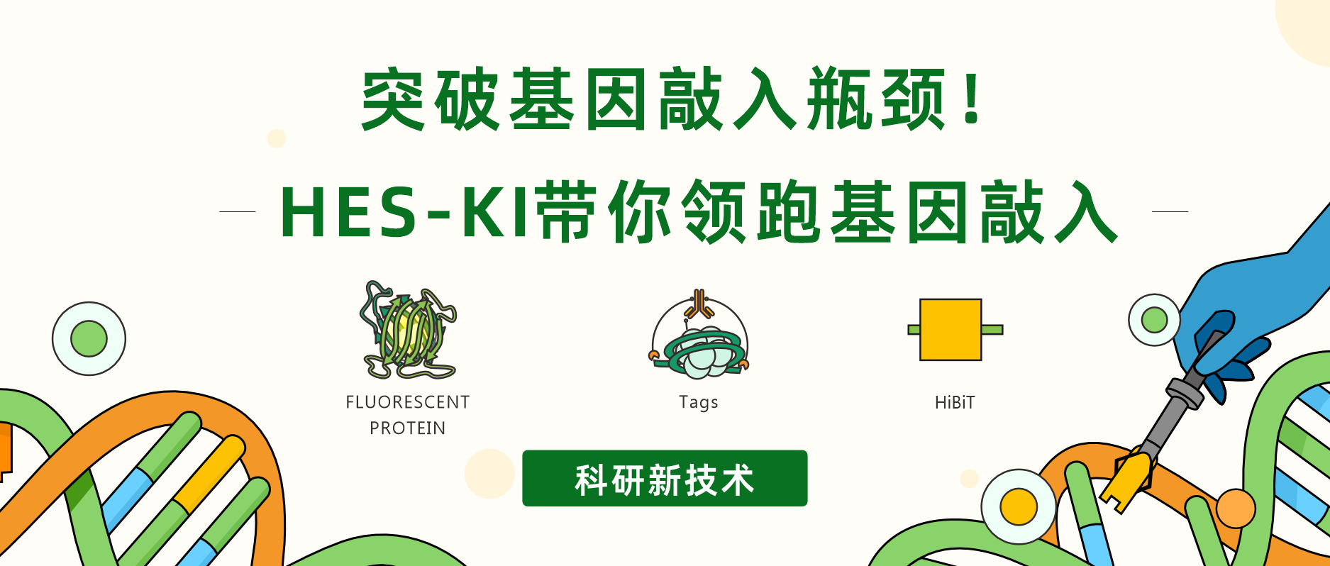 突破基因敲入瓶颈！HES-KI带你领跑基因敲入