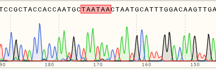 使用先导编辑在Hela细胞中构建碱基插入细胞系测序峰图
