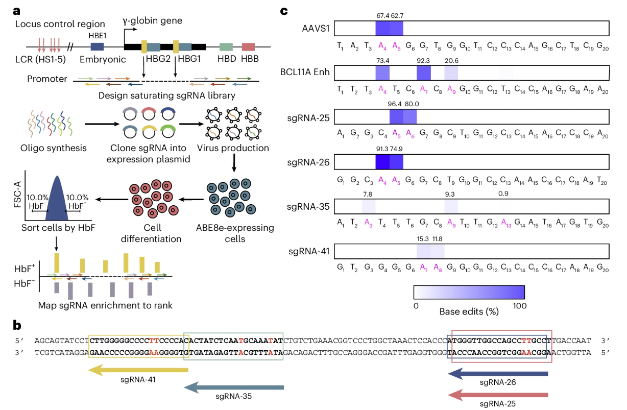 顺利获得HUDEP-2细胞株筛选高通量sgRNA