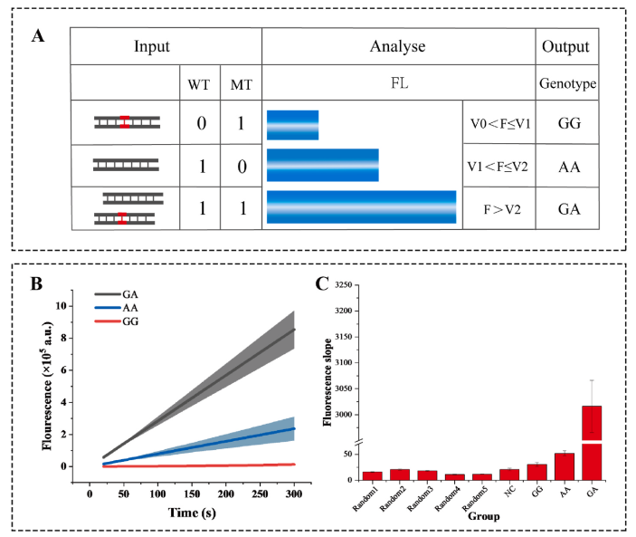 分型策略、动力学曲线与特异性验证