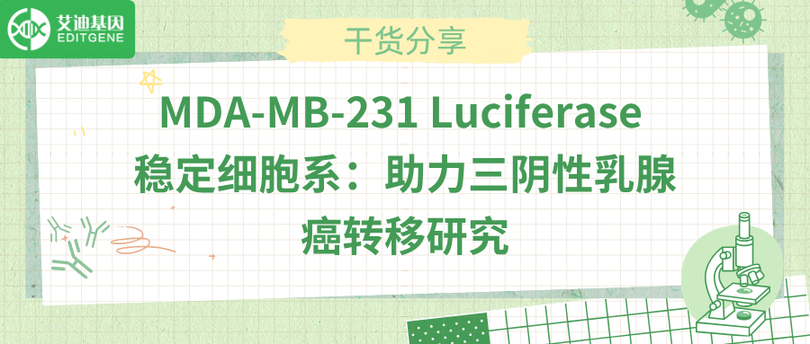 MDA-MB-231 Luciferase 稳定细胞系：助力三阴性乳腺癌转移研究